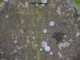 image of grave number 807804